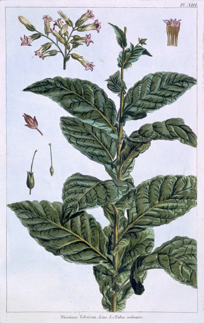 Pianta di tabacco, tavola 7, da 